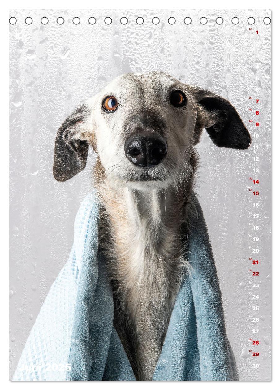 Bild: 9783457230732 | dogmuse deluxe (Tischkalender 2025 DIN A5 hoch), CALVENDO...