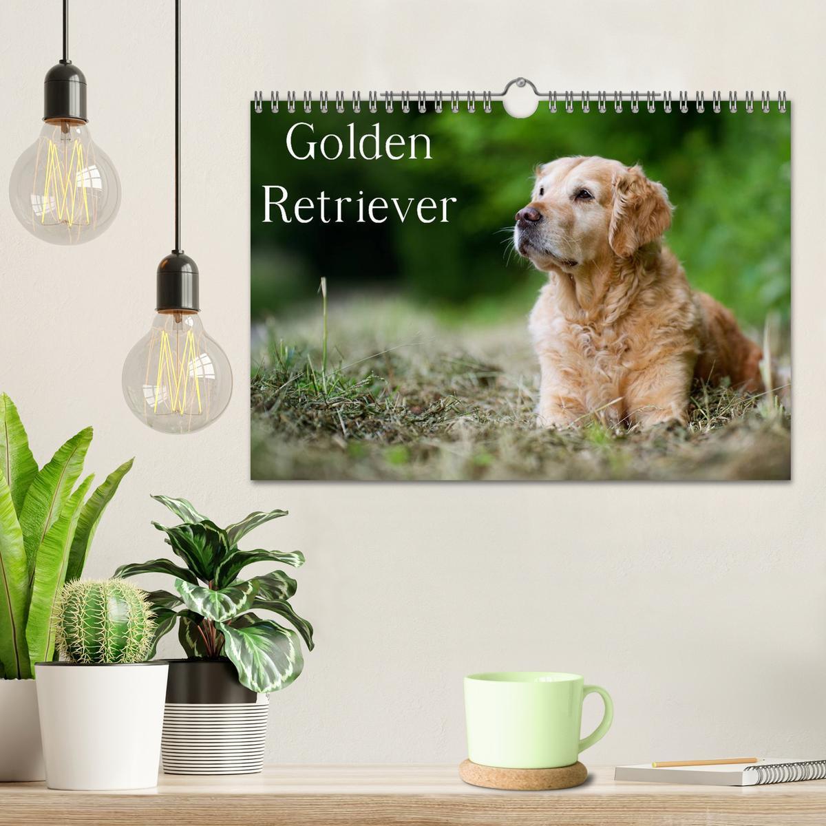 Bild: 9783435744107 | Golden Retriever (Wandkalender 2025 DIN A4 quer), CALVENDO...