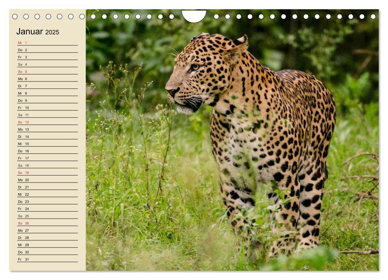 Bild: 9783435725328 | Die Lautlosen. Geparden und Leoparden (Wandkalender 2025 DIN A4...