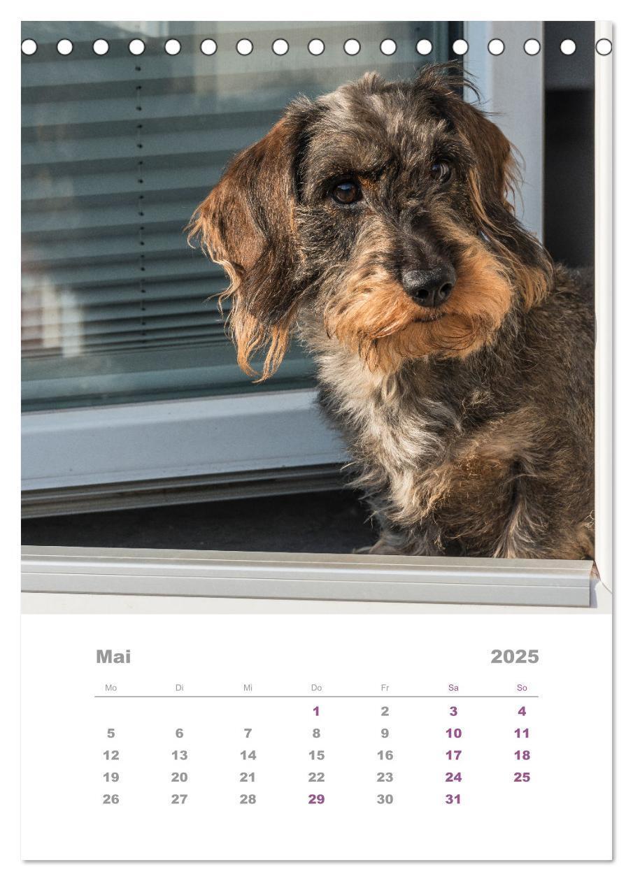 Bild: 9783435891993 | Dackel(augen)blicke (Tischkalender 2025 DIN A5 hoch), CALVENDO...