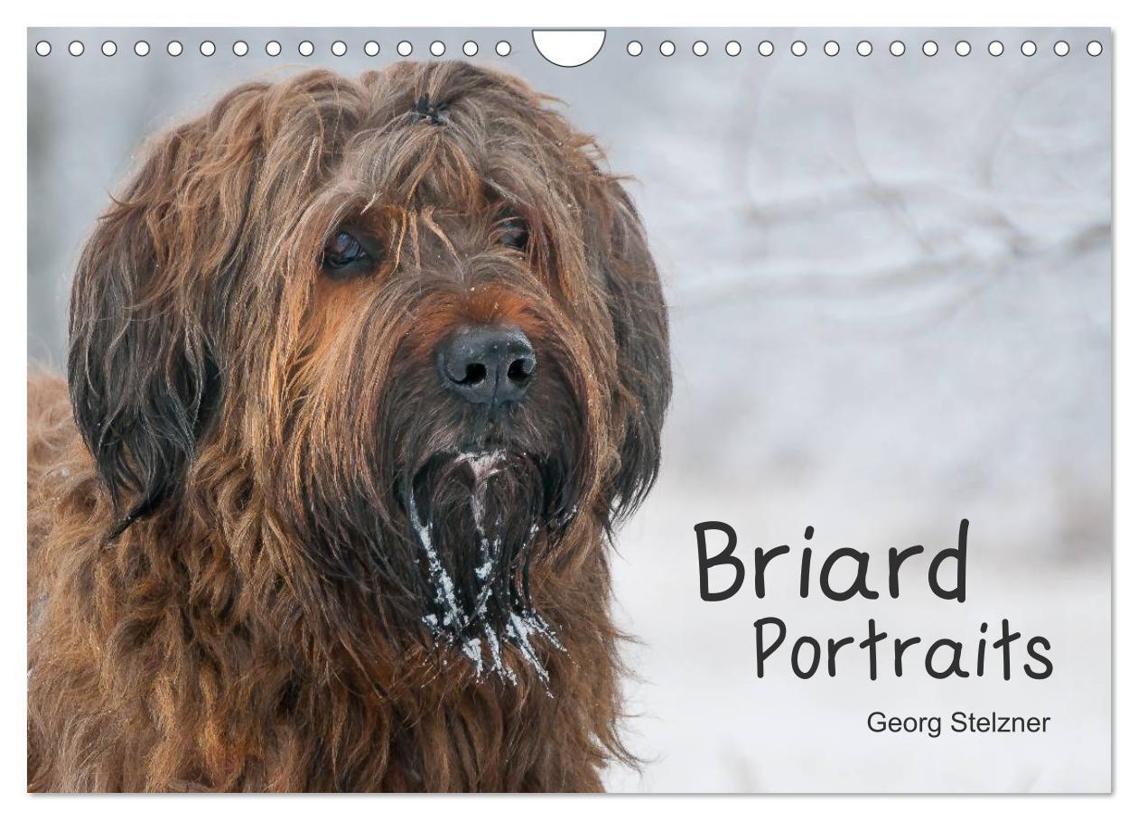Cover: 9783383325724 | Briard Portraits (Wandkalender 2024 DIN A4 quer), CALVENDO...