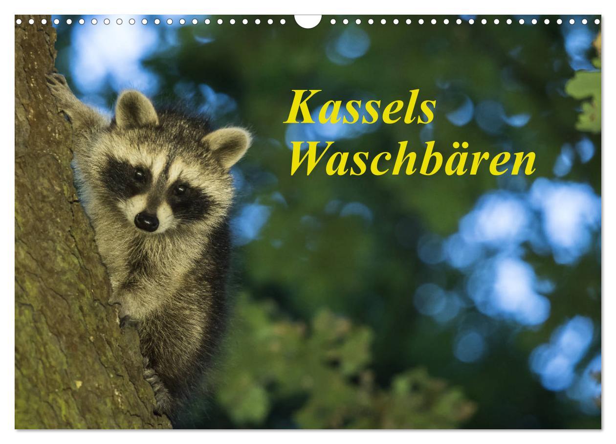 Cover: 9783435176441 | Kassels Waschbären (Wandkalender 2025 DIN A3 quer), CALVENDO...