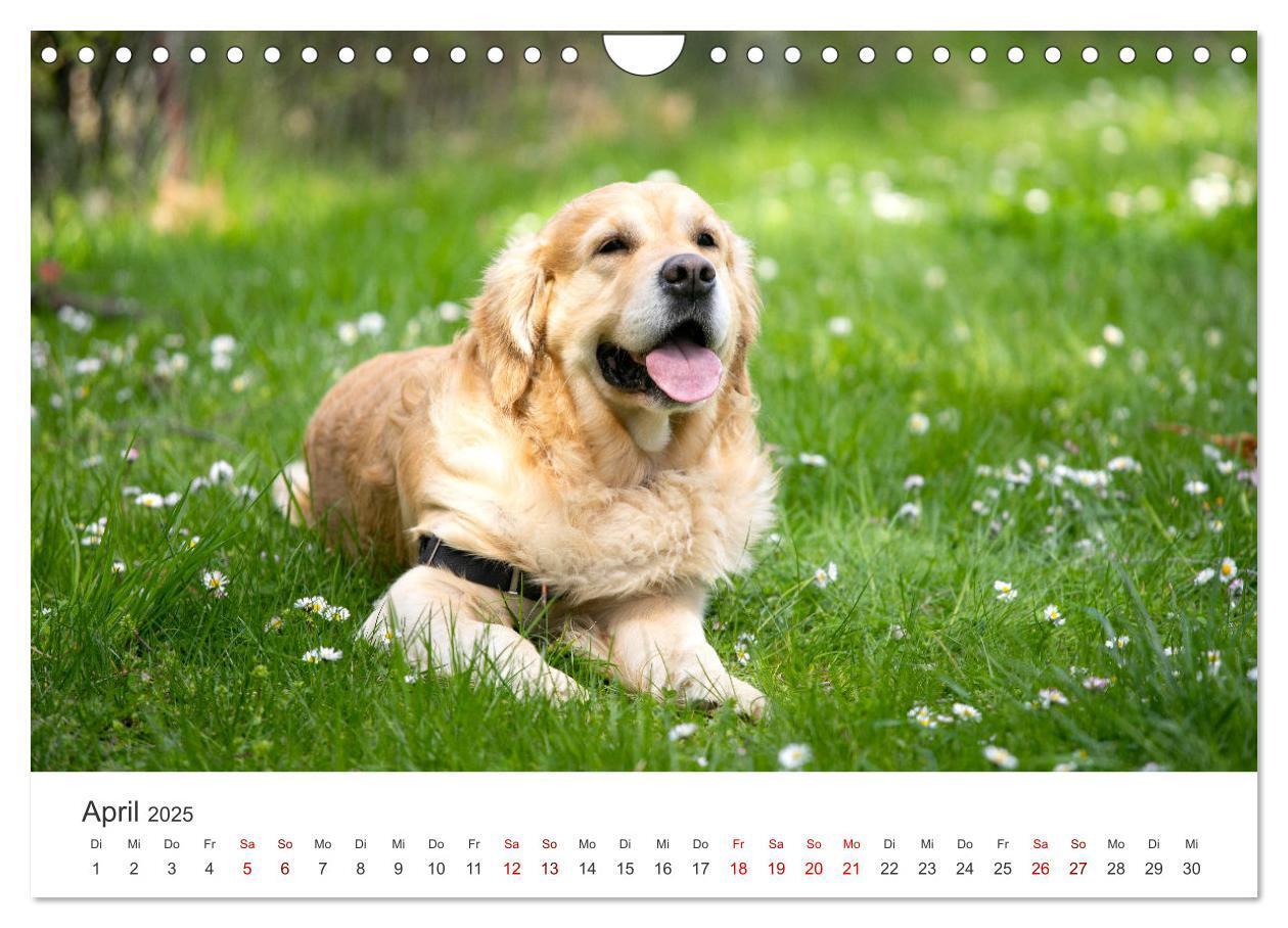 Bild: 9783383942235 | Golden Retriever - Die treuen Begleiter. (Wandkalender 2025 DIN A4...