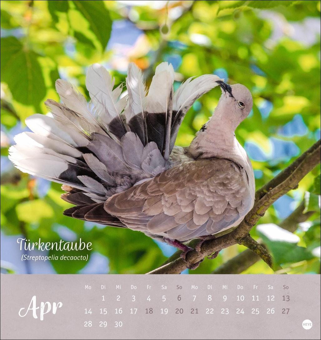 Bild: 9783756407125 | Vögel in unseren Gärten Postkartenkalender 2025 | Heye | Kalender