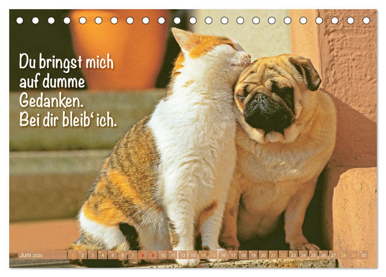 Bild: 9783457167267 | Lächeln mit Mops (Tischkalender 2025 DIN A5 quer), CALVENDO...