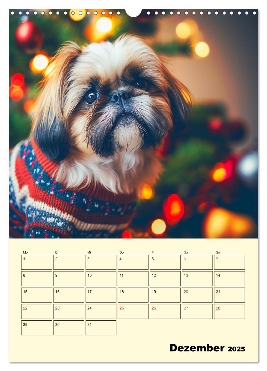 Bild: 9783435873623 | Shih Tzu Alarm. Glückliche Wuschelköpfe (Wandkalender 2025 DIN A3...