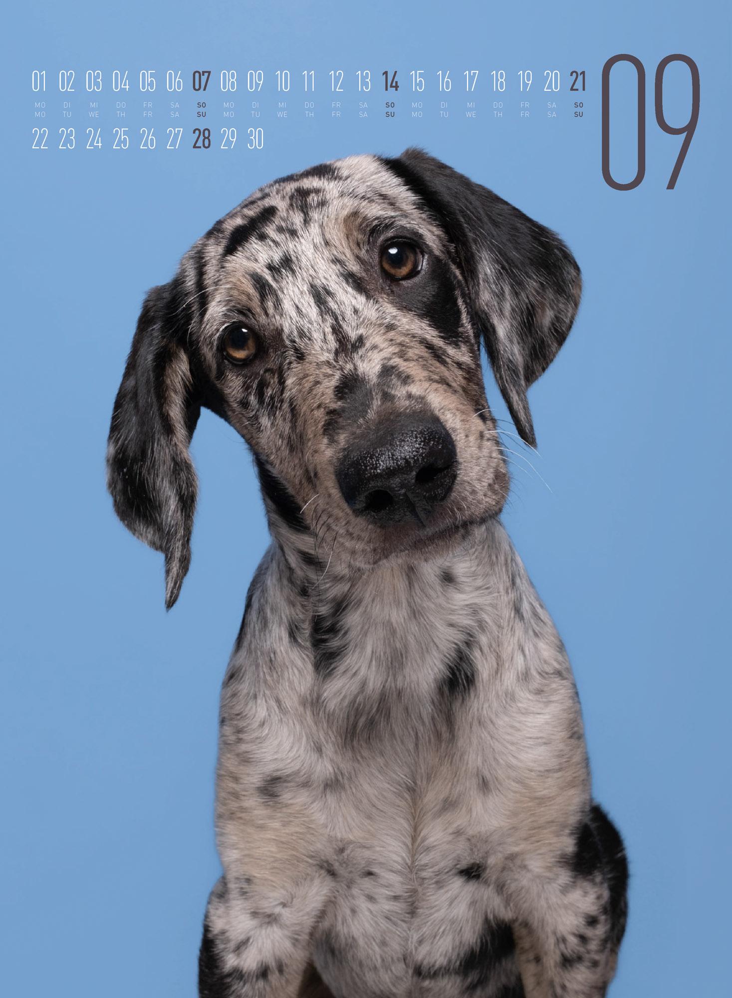 Bild: 9783838425870 | Frei Schnauze - Kalender 2025 | Elke Vogelsang (u. a.) | Kalender