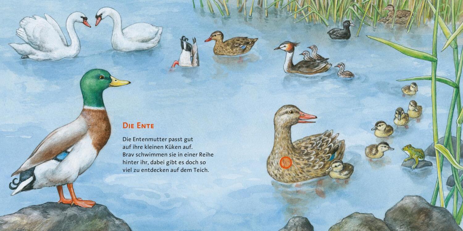 Bild: 9783551250087 | Hör mal (Soundbuch): Unsere Vögel | Anne Möller | Buch | 14 S. | 2011