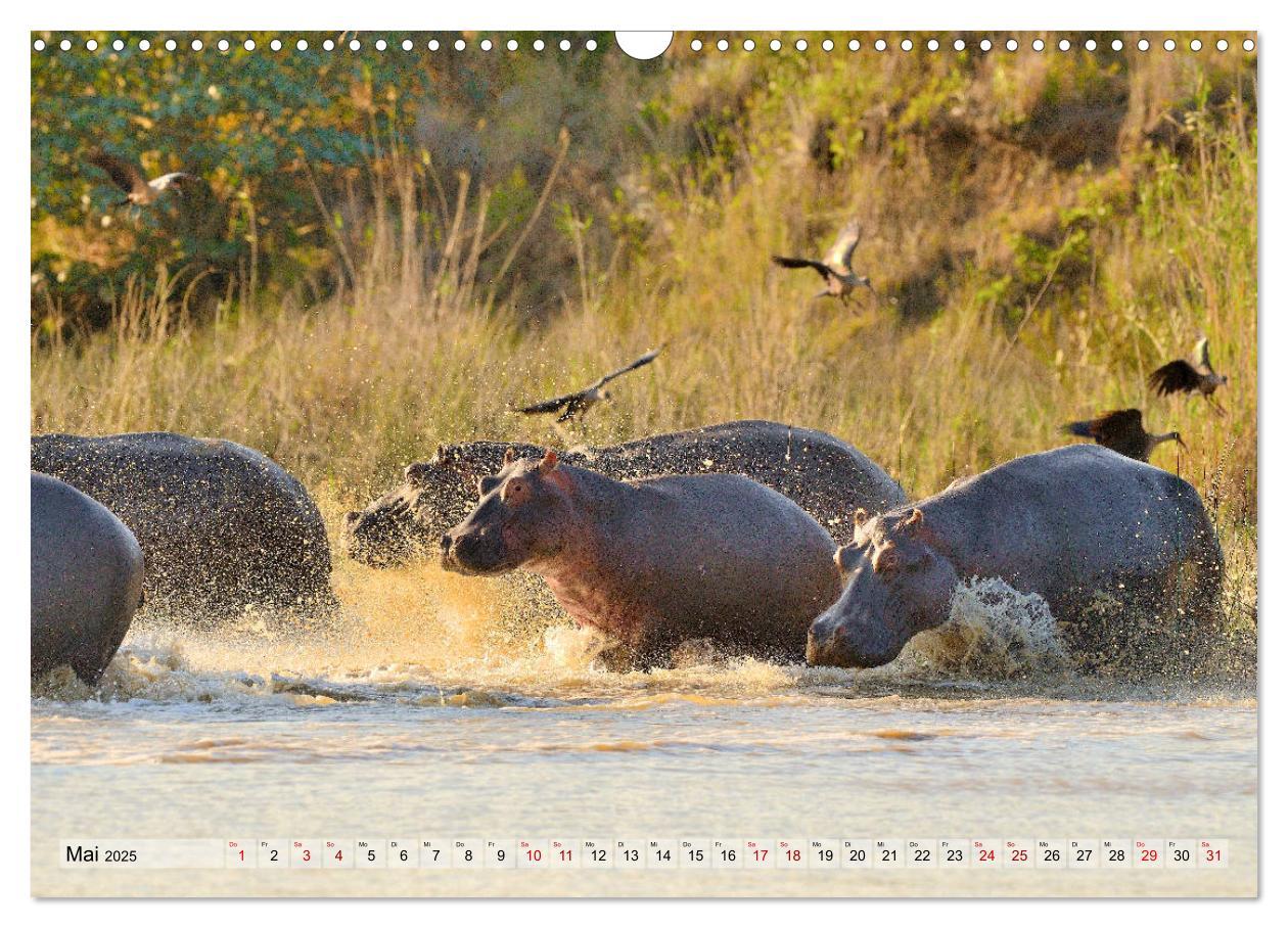 Bild: 9783435229482 | Faszination Afrika: Flusspferde (Wandkalender 2025 DIN A3 quer),...