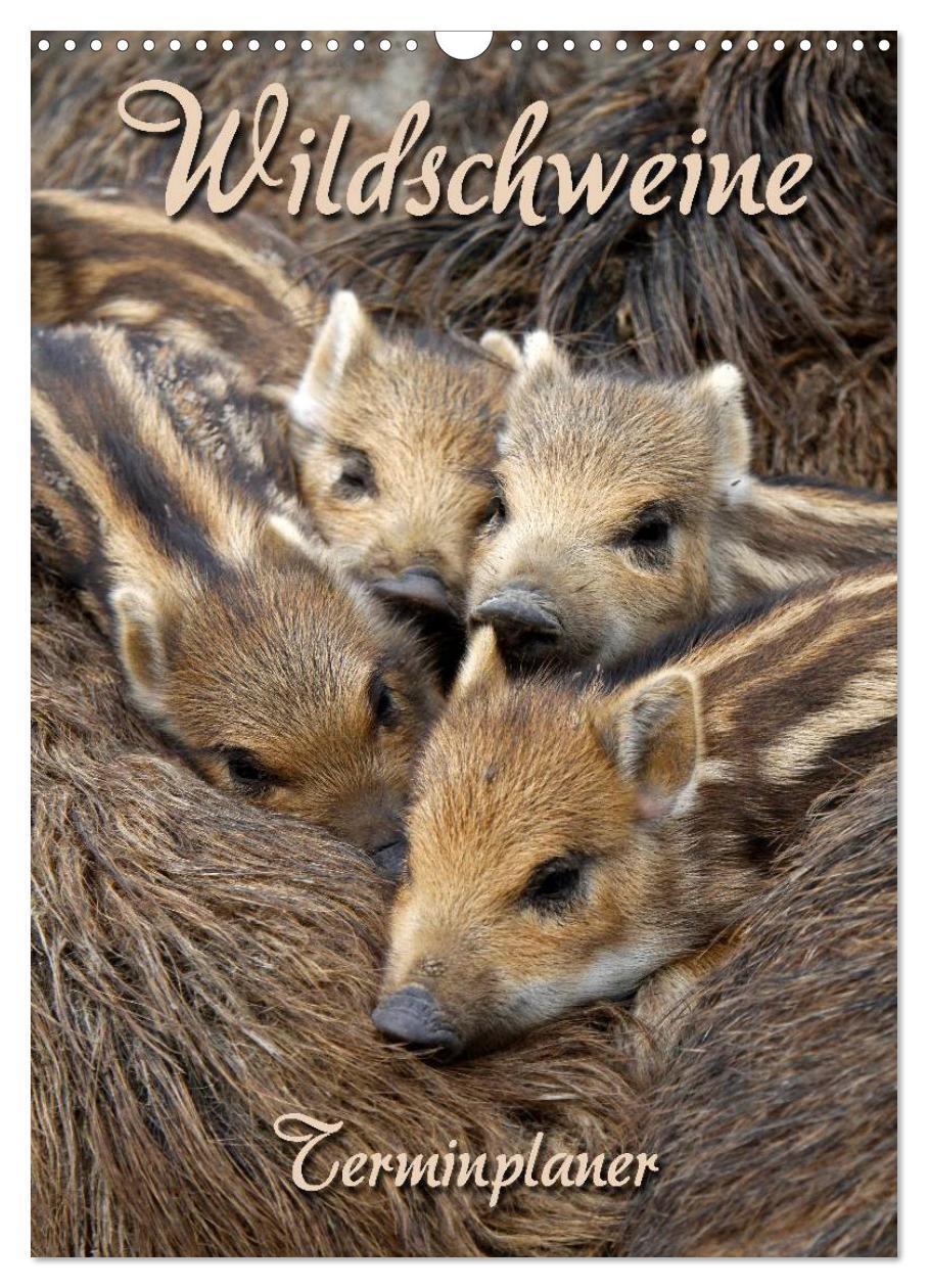 Cover: 9783383569296 | Wildschweine (Wandkalender 2024 DIN A3 hoch), CALVENDO Monatskalender