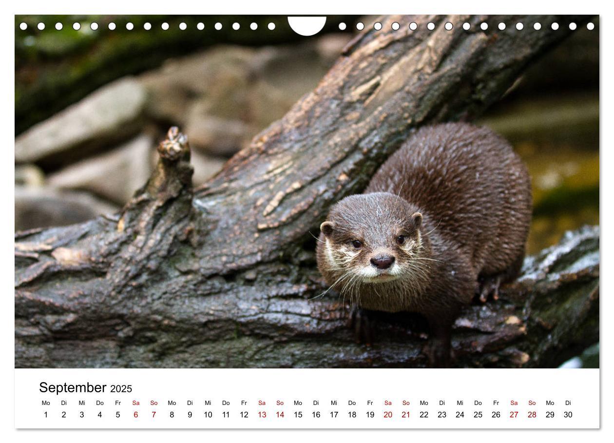 Bild: 9783435380053 | Otter - Jäger an Flüssen und Seen (Wandkalender 2025 DIN A4 quer),...