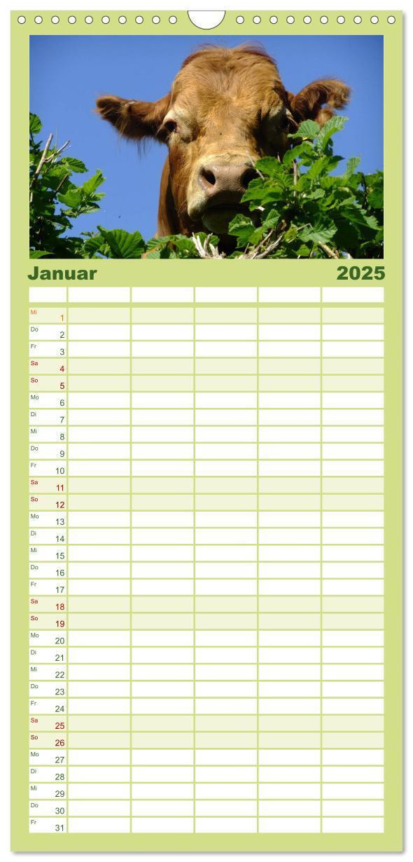 Bild: 9783457126547 | Familienplaner 2025 - Kühe mit 5 Spalten (Wandkalender, 21 x 45 cm)...