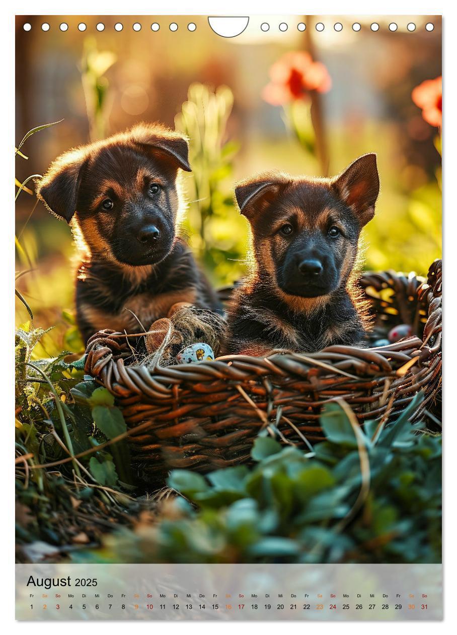 Bild: 9783383773389 | Deutscher Schäferhund - mutig und zuverlässig (Wandkalender 2025...