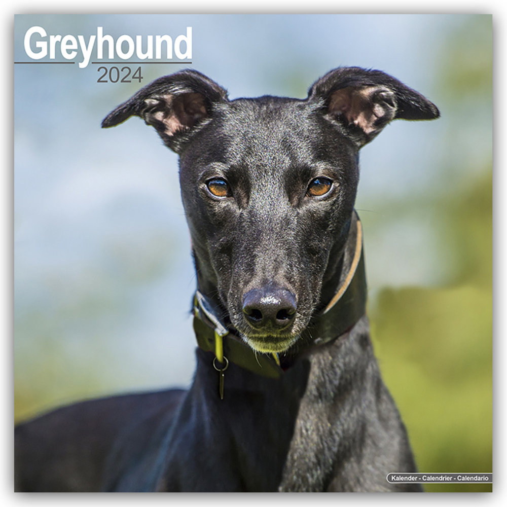 Cover: 9781804600535 | Greyhound - Großer Englischer Windhund 2024 - 16-Monatskalender | Ltd