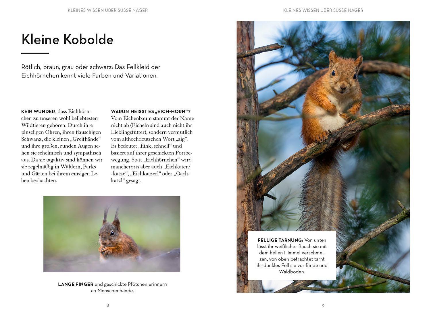 Bild: 9783440174630 | Mach was für Eichhörnchen | Frederike Hecker | Taschenbuch | 96 S.