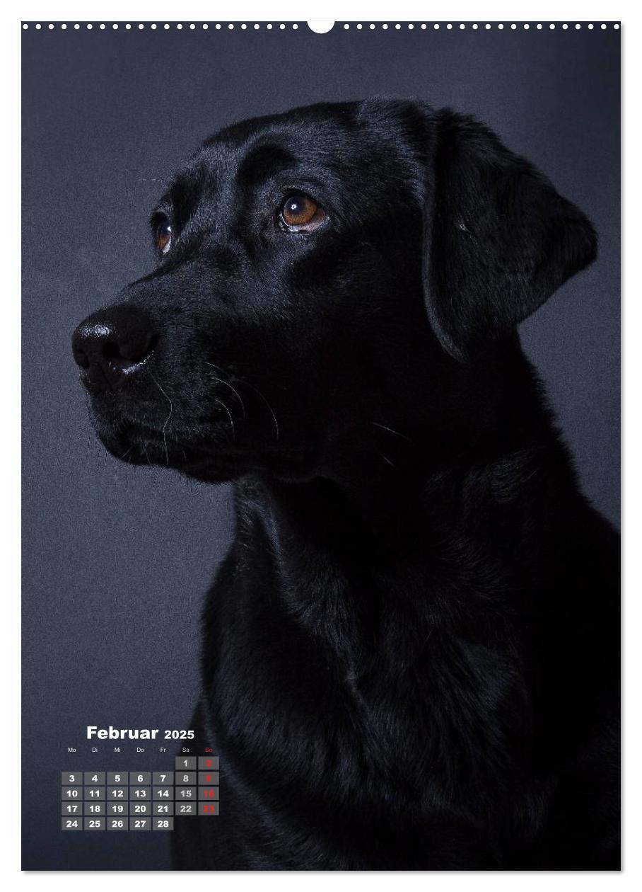 Bild: 9783457009321 | Treue Wegbegleiter, Hunde im Portrait. (Wandkalender 2025 DIN A2...