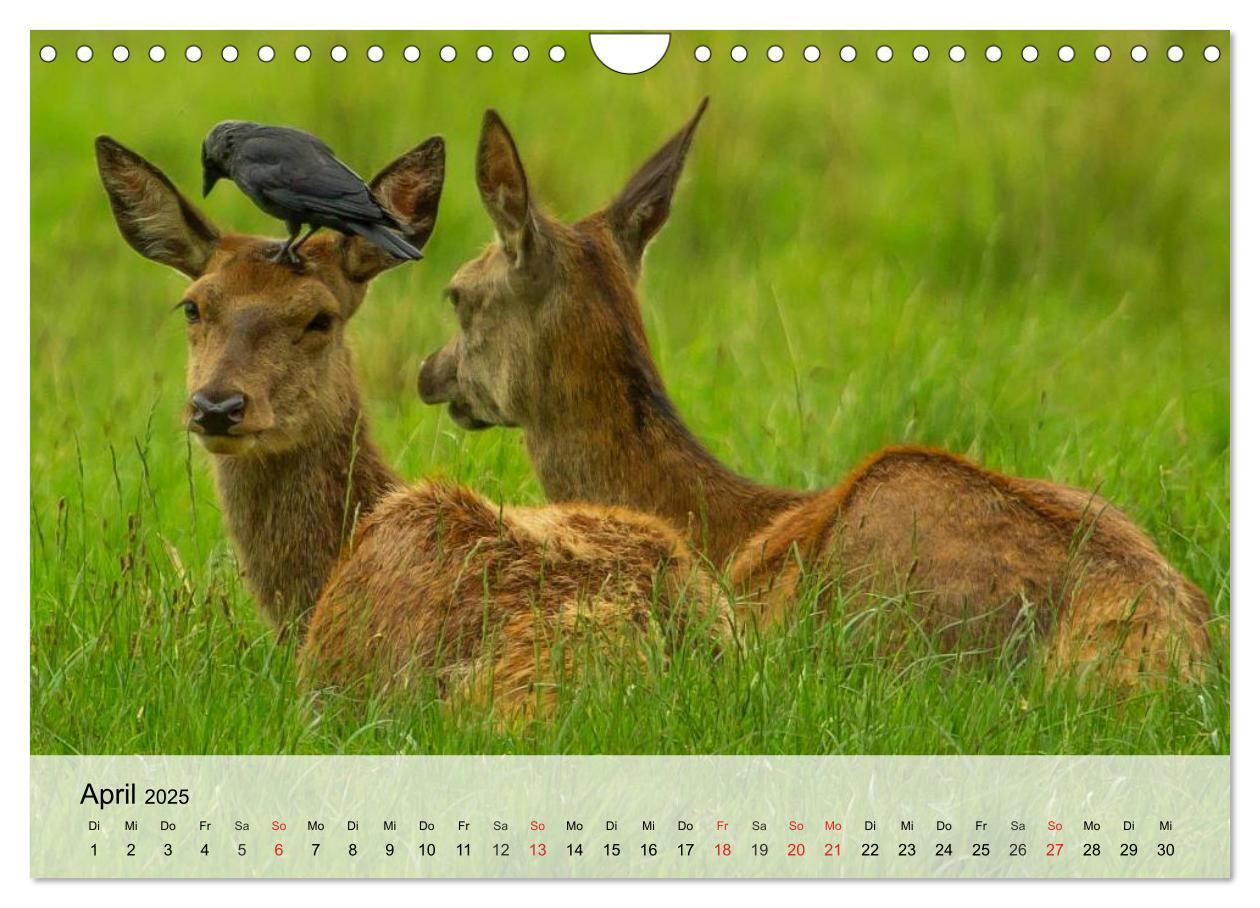 Bild: 9783435516292 | Rotwild. Edle Hirsche, stolze Kühe (Wandkalender 2025 DIN A4 quer),...