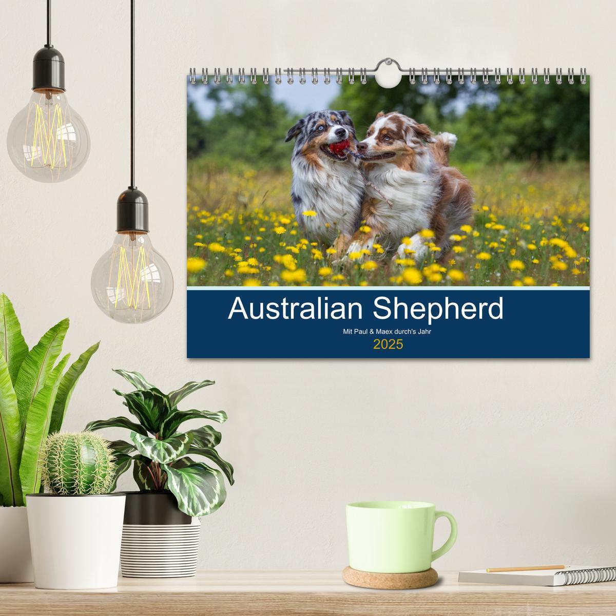 Bild: 9783435547548 | Australian Shepherd 2025 (Wandkalender 2025 DIN A4 quer), CALVENDO...