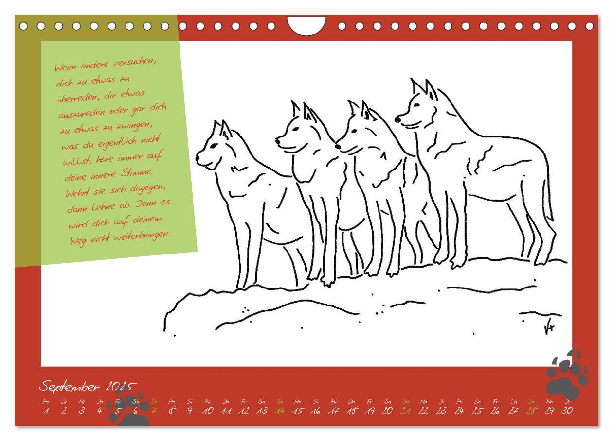 Bild: 9783435726660 | Der kleine GROSSE Wolf - Kalender (Wandkalender 2025 DIN A4 quer),...