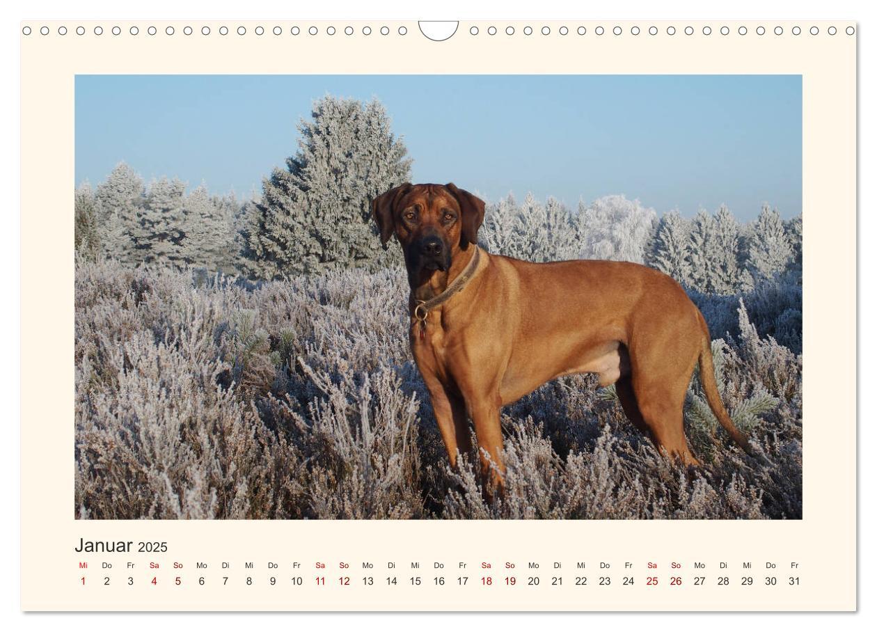 Bild: 9783435353132 | Rhodesian Ridgeback Power aus Südafrika (Wandkalender 2025 DIN A3...