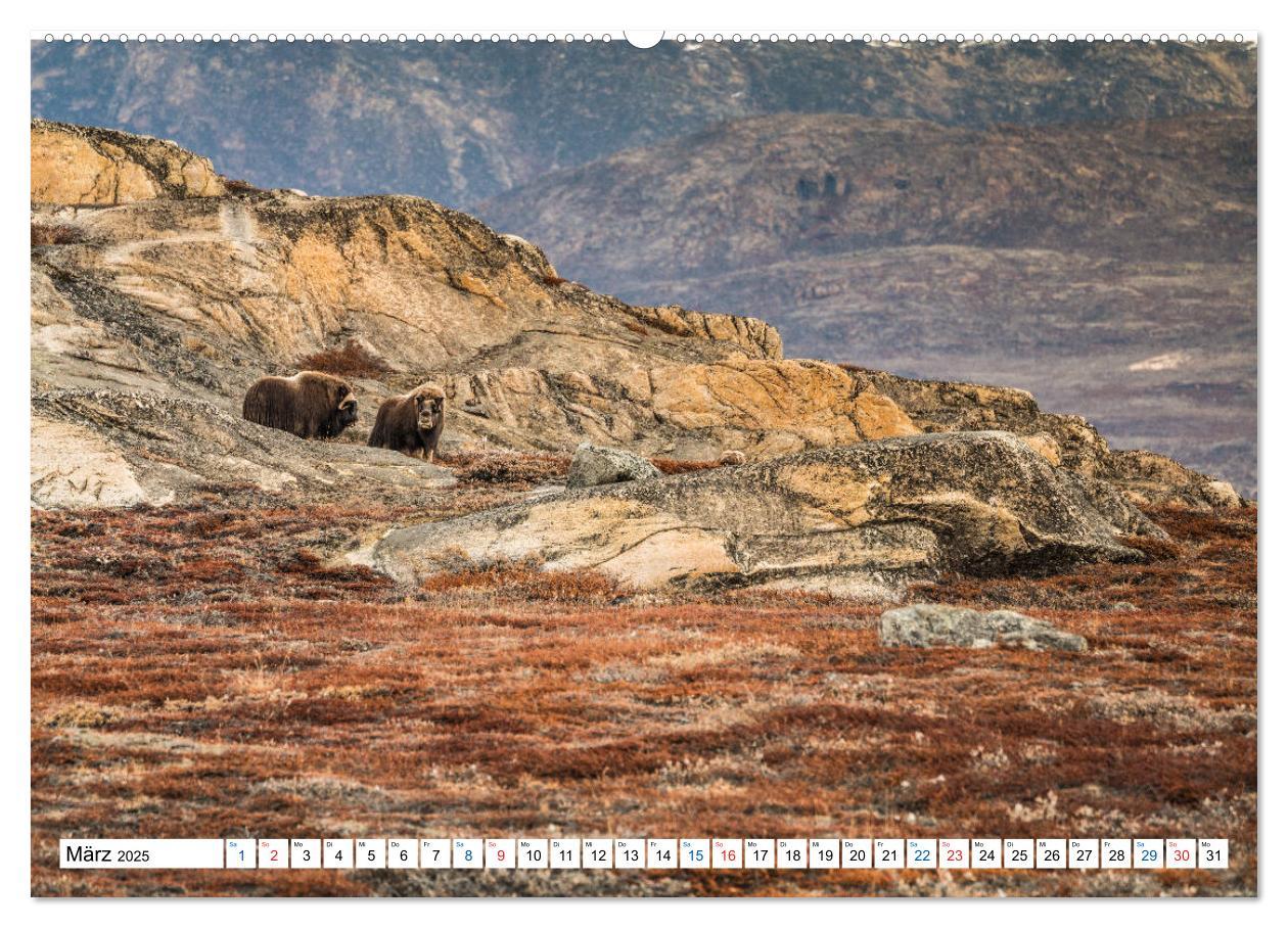 Bild: 9783435178773 | Scoresbysund - Sommer im größten und längsten Fjordsystem der Welt...