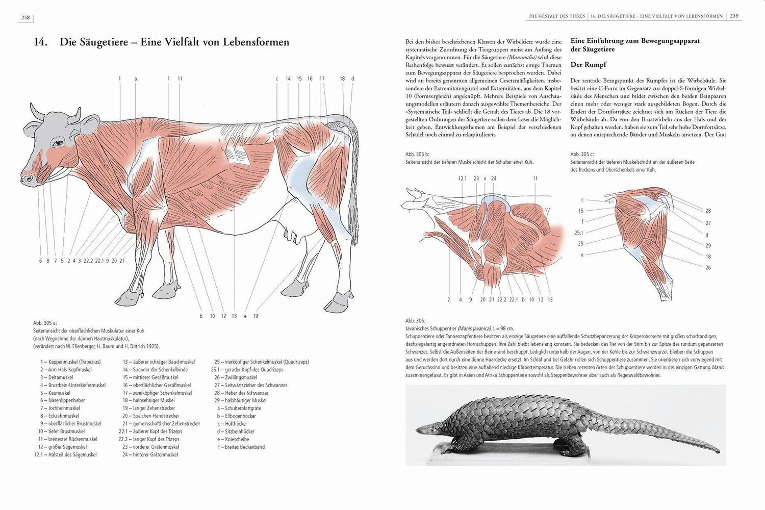 Bild: 9783968490526 | Gestalt und Anatomie | Ein Leitfaden für den bildnerischen Weg | Buch