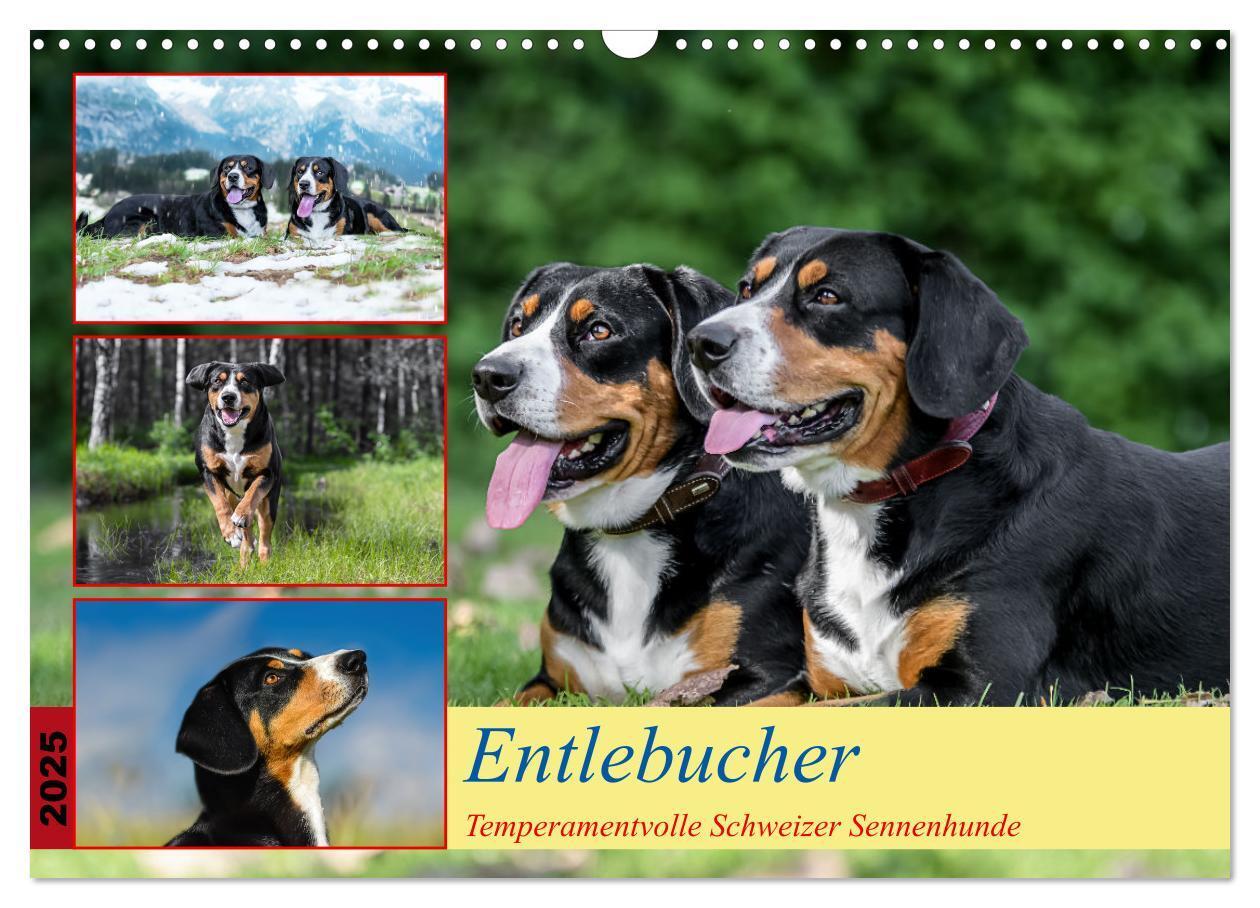 Cover: 9783457198964 | Entlebucher - Temperamentvolle Schweizer Sennenhunde (Wandkalender...