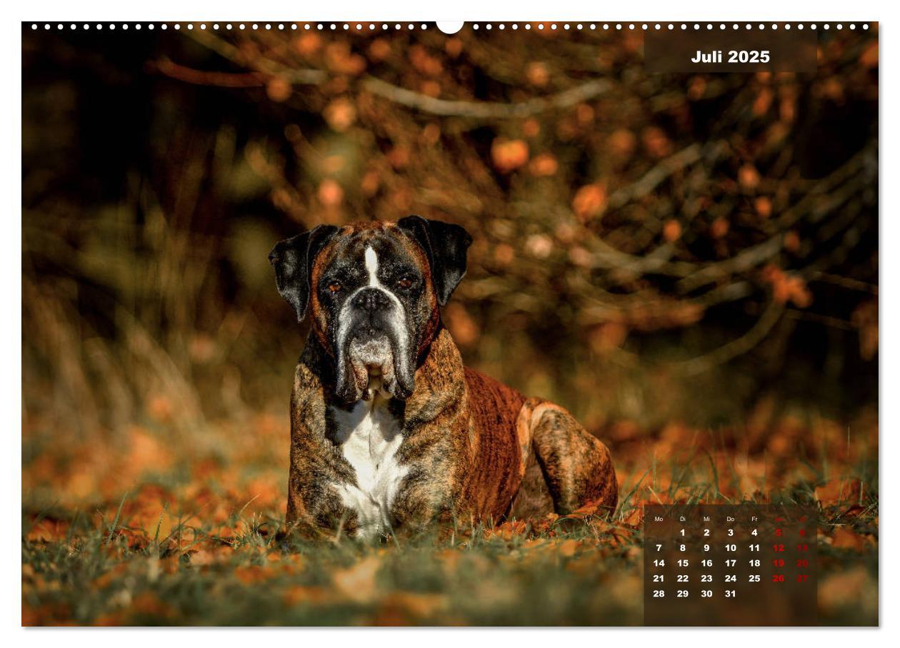 Bild: 9783435110452 | Boxer Frech und fröhlich durch das Jahr (Wandkalender 2025 DIN A2...