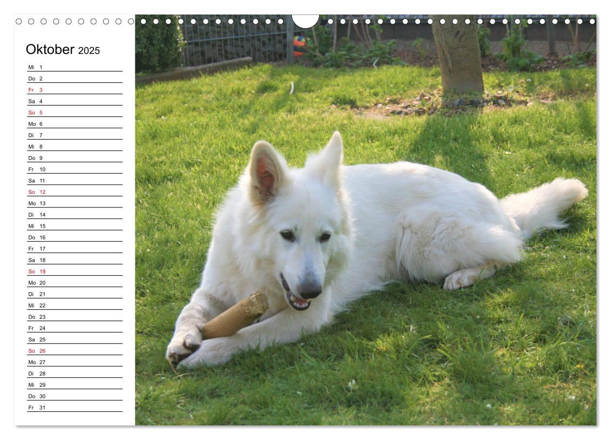 Bild: 9783435237180 | Berger Blanc Suisse - Weißer Schweizer Schäferhund (Wandkalender...