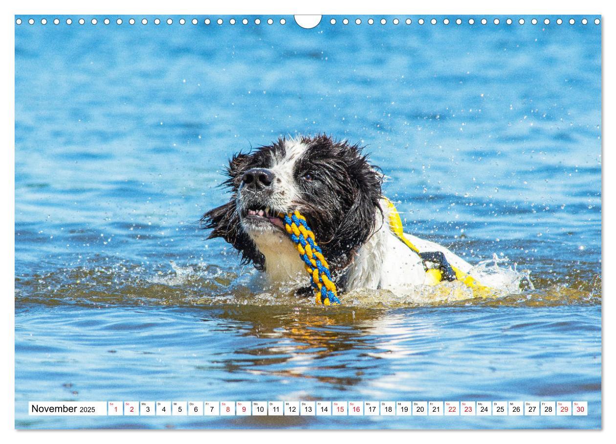 Bild: 9783383893865 | Traumhund Landseer (Wandkalender 2025 DIN A3 quer), CALVENDO...