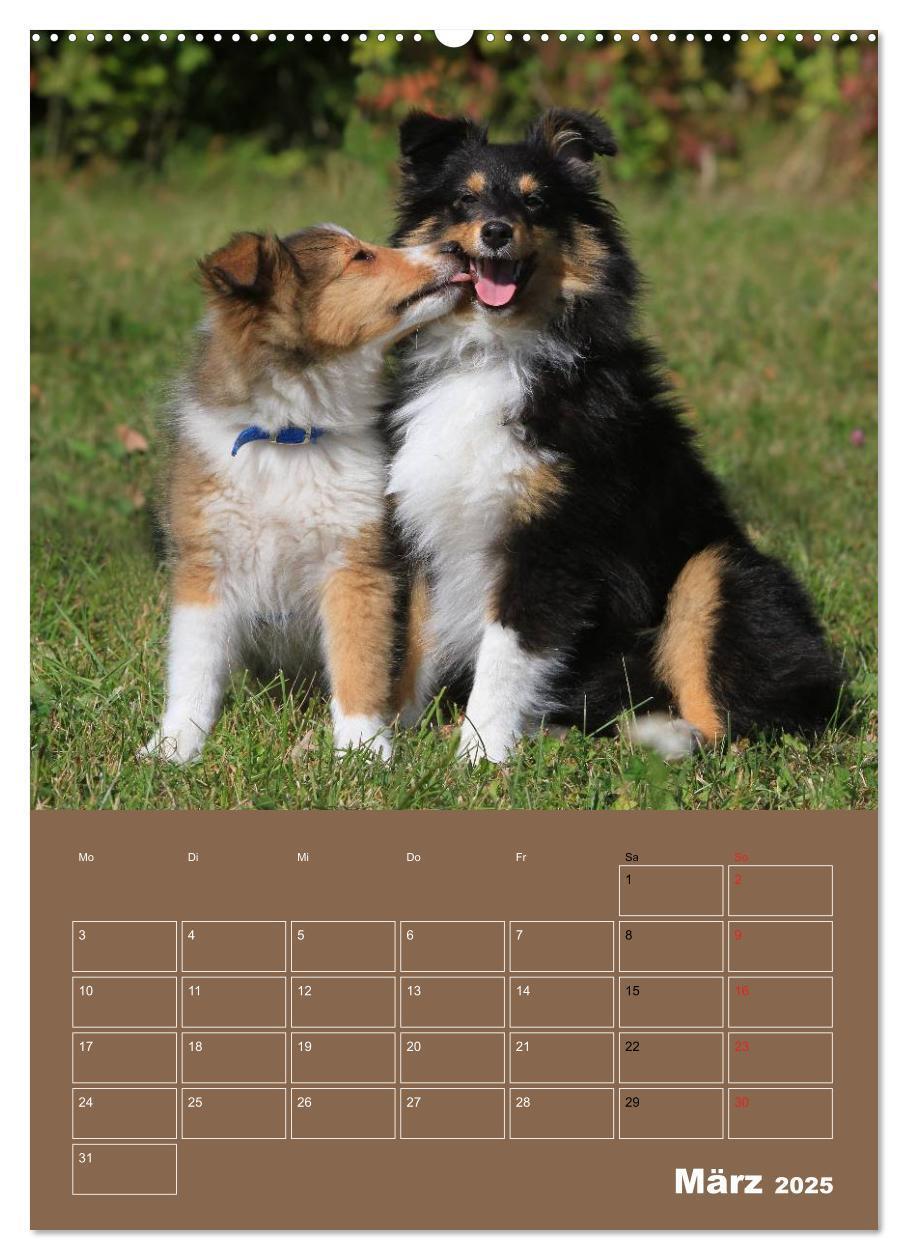 Bild: 9783457012536 | SHELTIES Herzensbrecher auf 4 Pfoten (Wandkalender 2025 DIN A2...