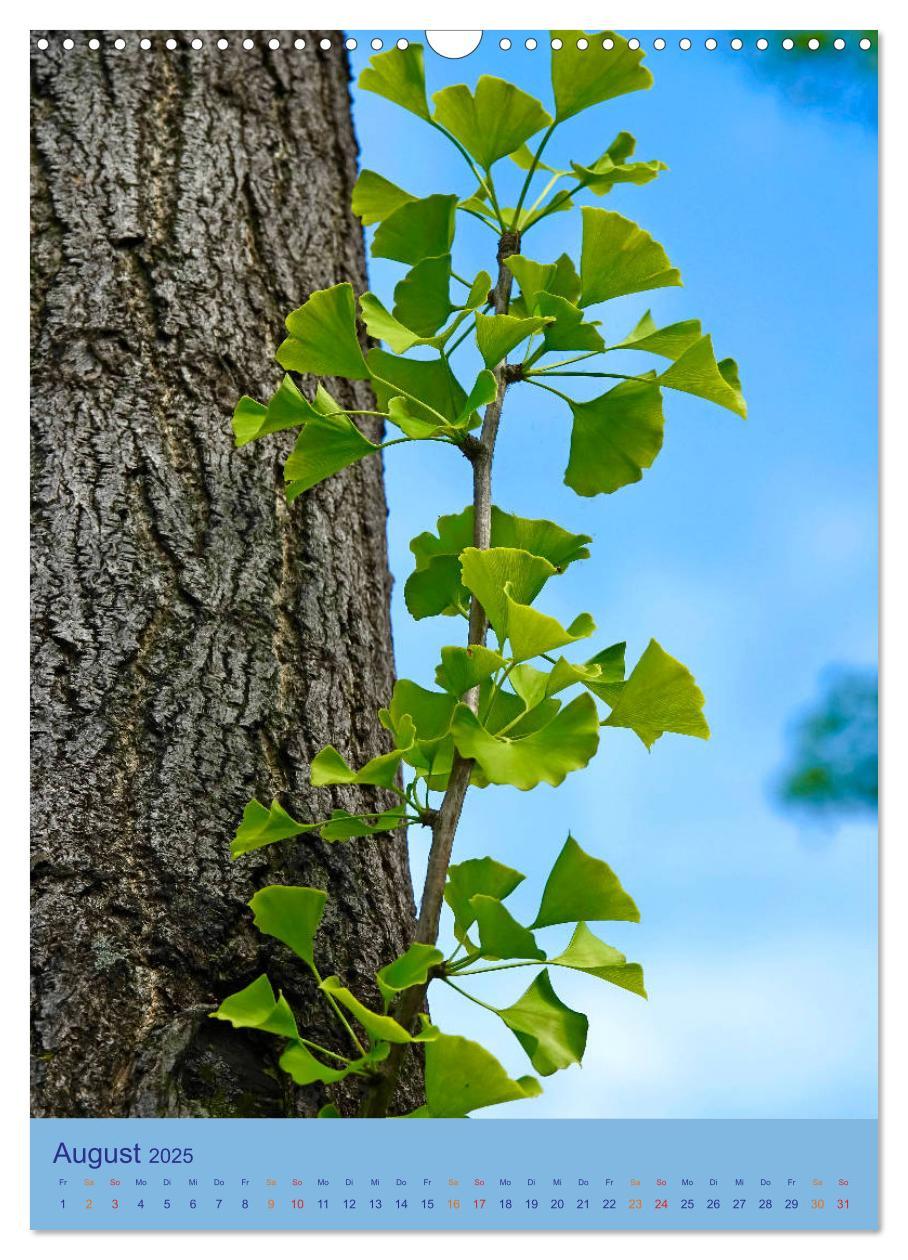 Bild: 9783435974894 | Ginkgo (Wandkalender 2025 DIN A3 hoch), CALVENDO Monatskalender | 2025