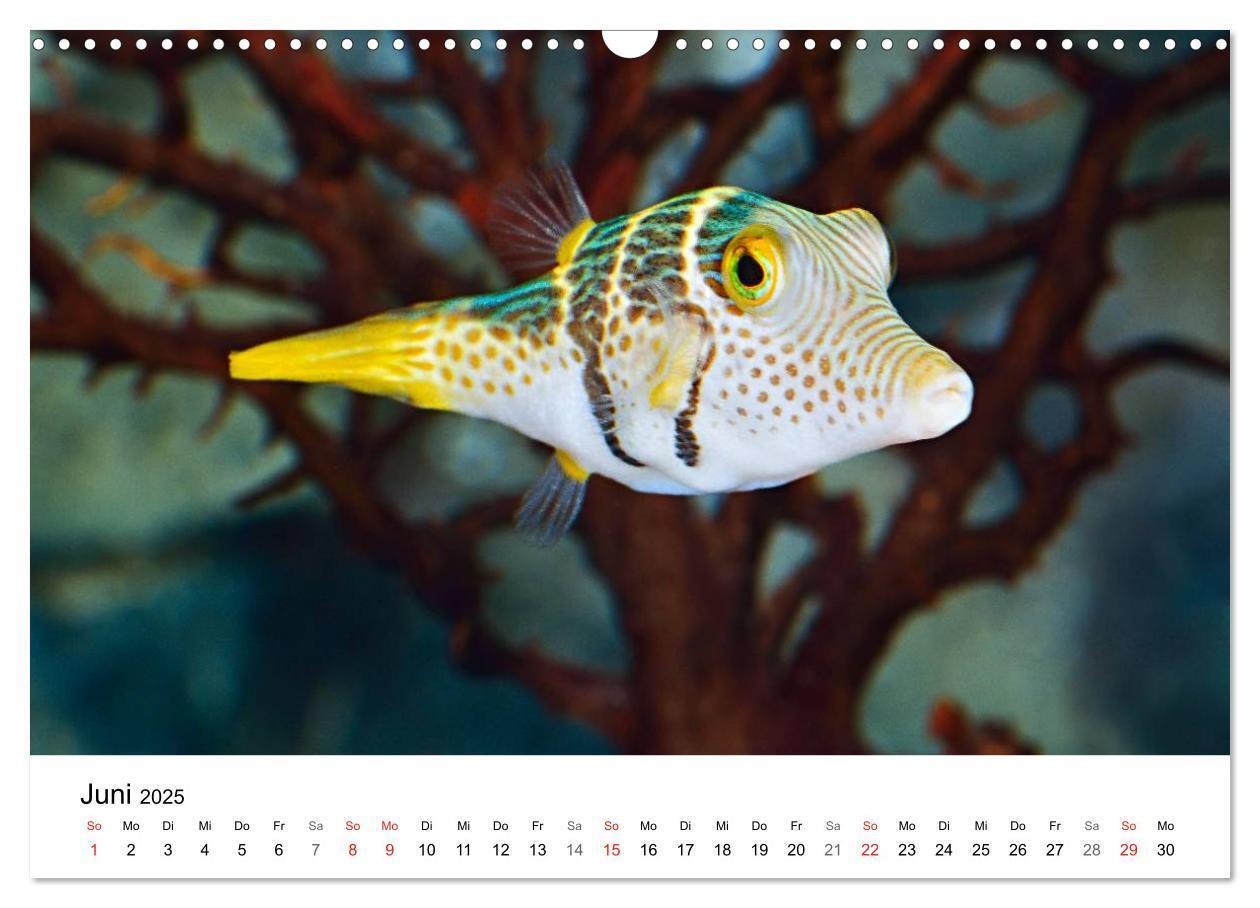 Bild: 9783435793945 | Fischzauber - Wundervolle Aquarienfische (Wandkalender 2025 DIN A3...