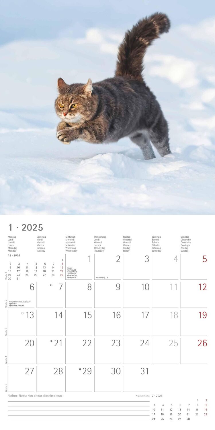 Bild: 4251732340827 | Funny Cats 2025 - Broschürenkalender 30x30 cm (30x60 geöffnet) -...