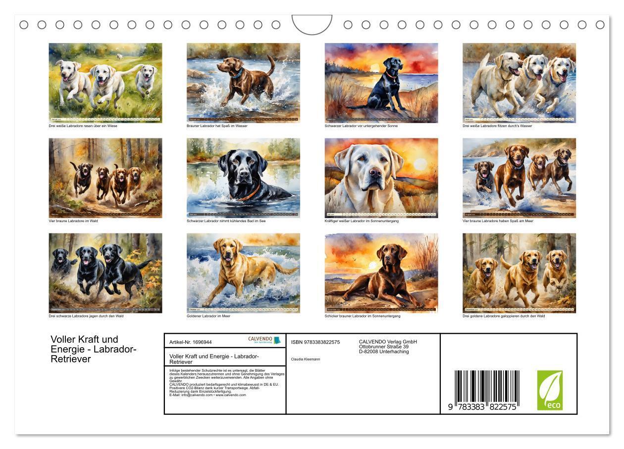 Bild: 9783383822575 | Voller Kraft und Energie - Labrador-Retriever (Wandkalender 2025...