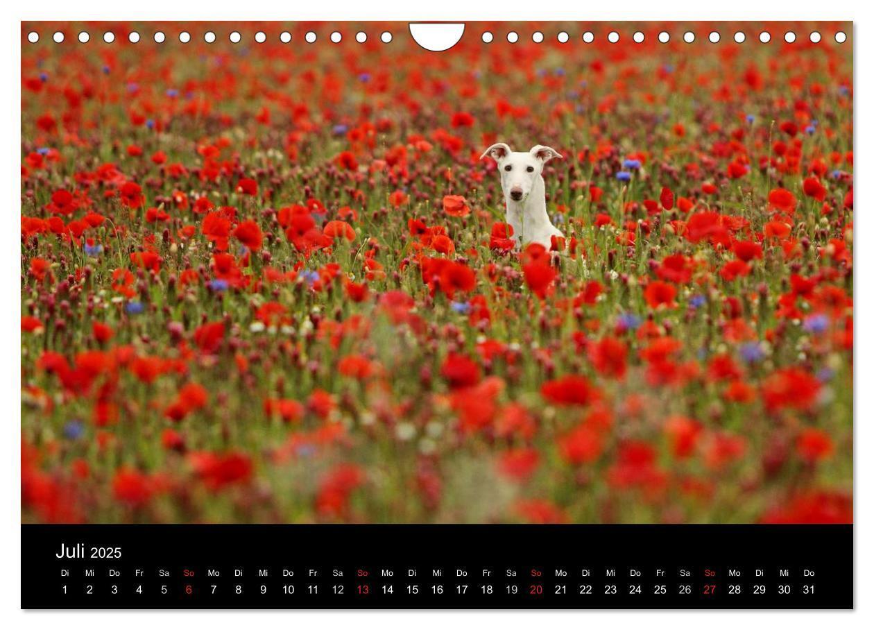 Bild: 9783435776092 | Der Windhundekalender (Wandkalender 2025 DIN A4 quer), CALVENDO...