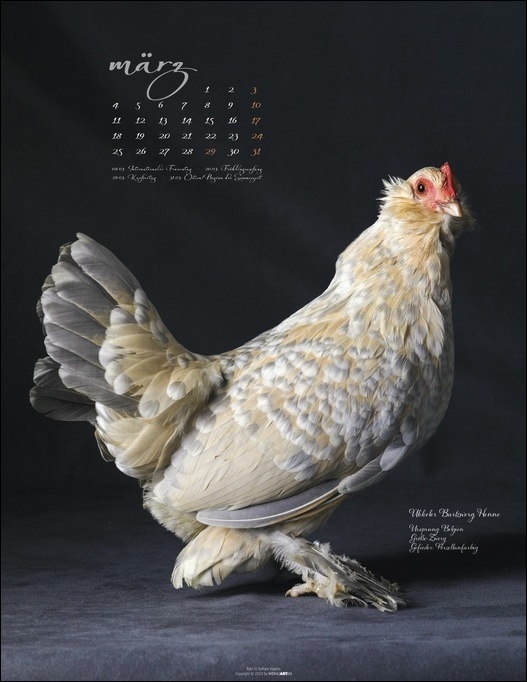 Bild: 9783840085468 | Pretty Chicks. Tier-Wandkalender 2024. Ungewöhnliches...