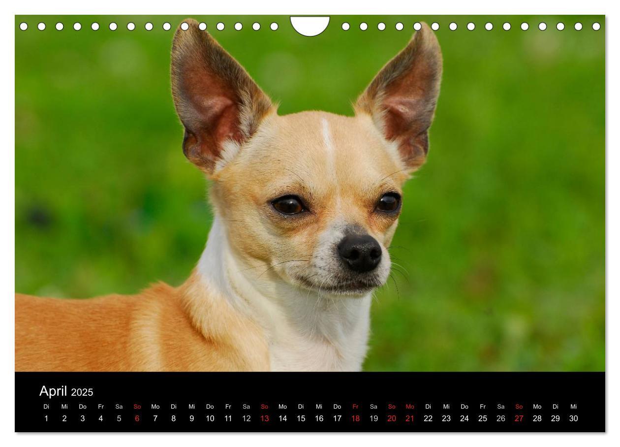 Bild: 9783435767113 | Chihuahua - Kleine Hunde ganz groß (Wandkalender 2025 DIN A4 quer),...