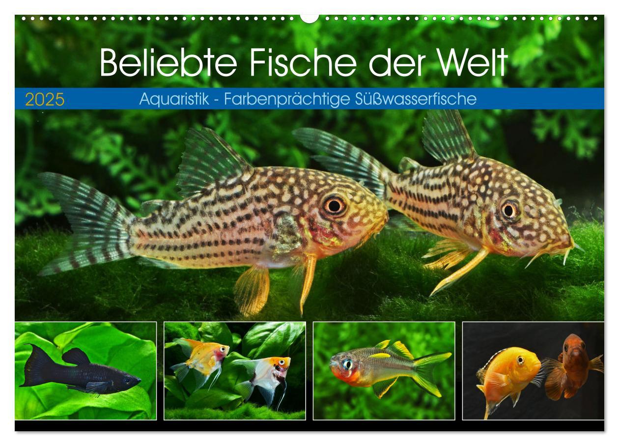 Cover: 9783383905957 | Beliebte Fische der Welt (Wandkalender 2025 DIN A2 quer), CALVENDO...