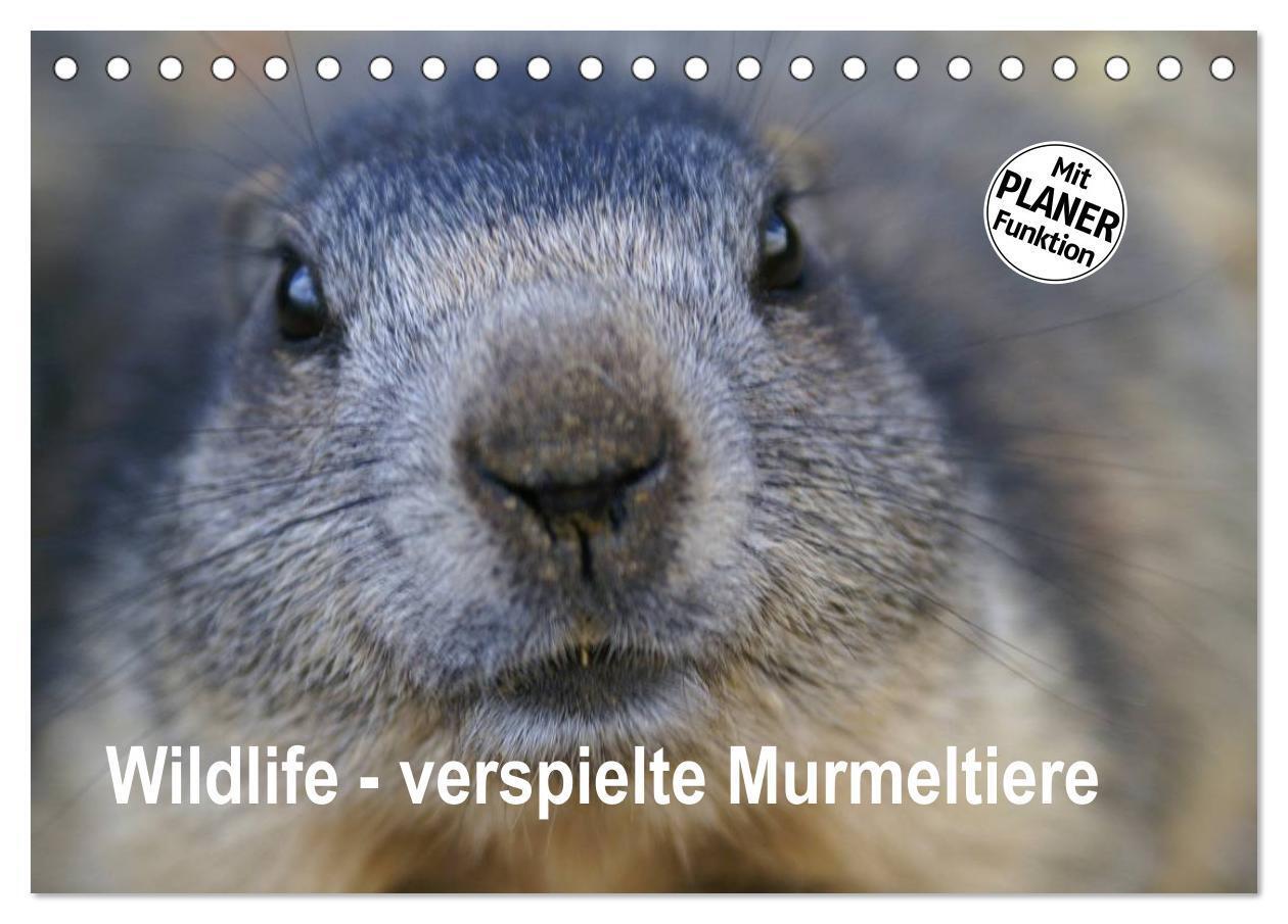 Cover: 9783675759633 | Wildlife - Verspielte Murmeltiere (Tischkalender 2024 DIN A5 quer),...