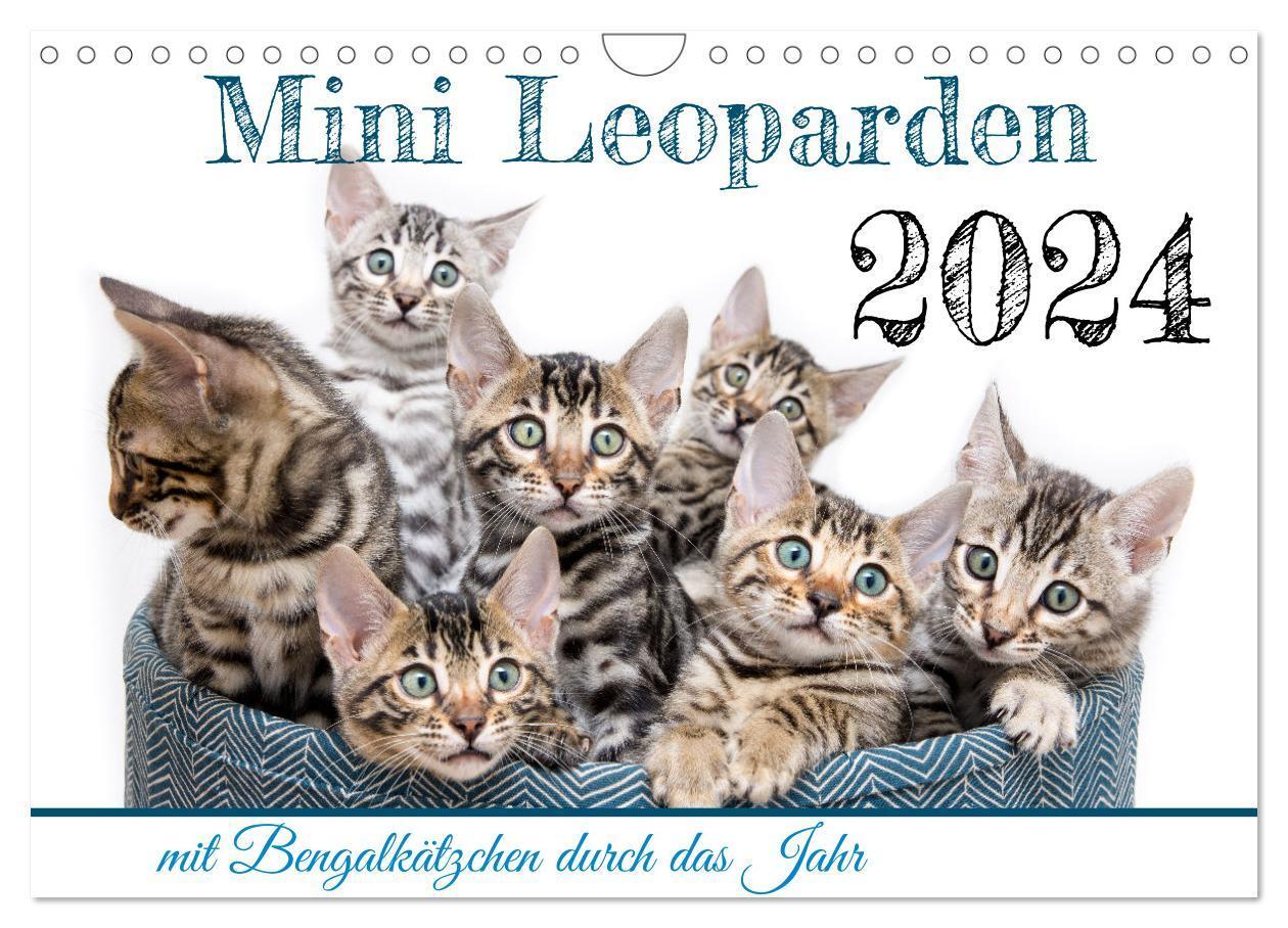 Cover: 9783675788169 | Mini Leoparden - mit Bengalkätzchen durch das Jahr (Wandkalender...