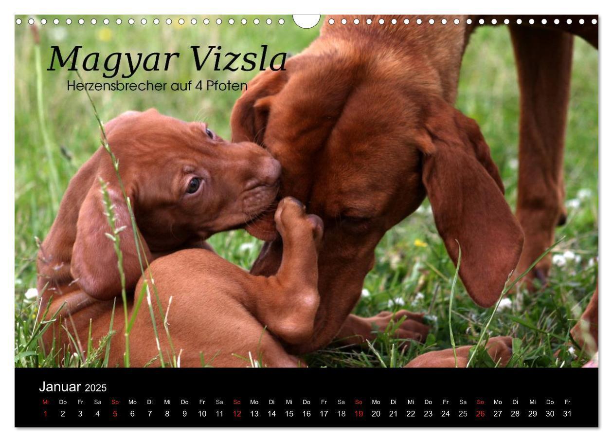 Bild: 9783435518838 | Magyar Vizsla - Zauberhafte Kobolde (Wandkalender 2025 DIN A3...