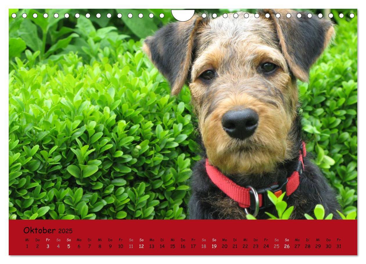 Bild: 9783435666003 | Airedale Terrier (Wandkalender 2025 DIN A4 quer), CALVENDO...