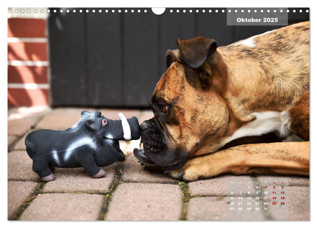 Bild: 9783435339990 | Typisch Boxer (Wandkalender 2025 DIN A3 quer), CALVENDO Monatskalender