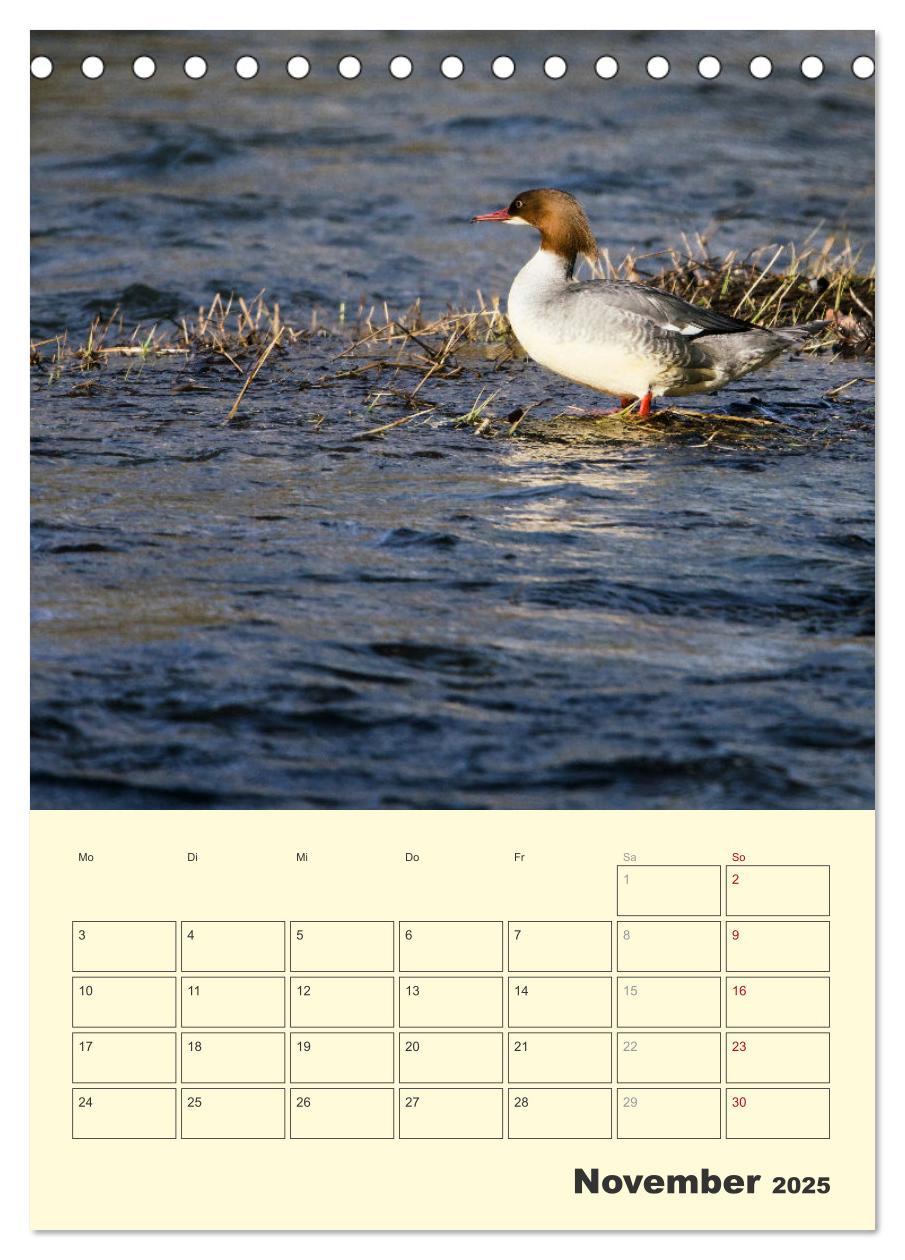 Bild: 9783435910656 | Vogelwelt an der Sieg (Tischkalender 2025 DIN A5 hoch), CALVENDO...