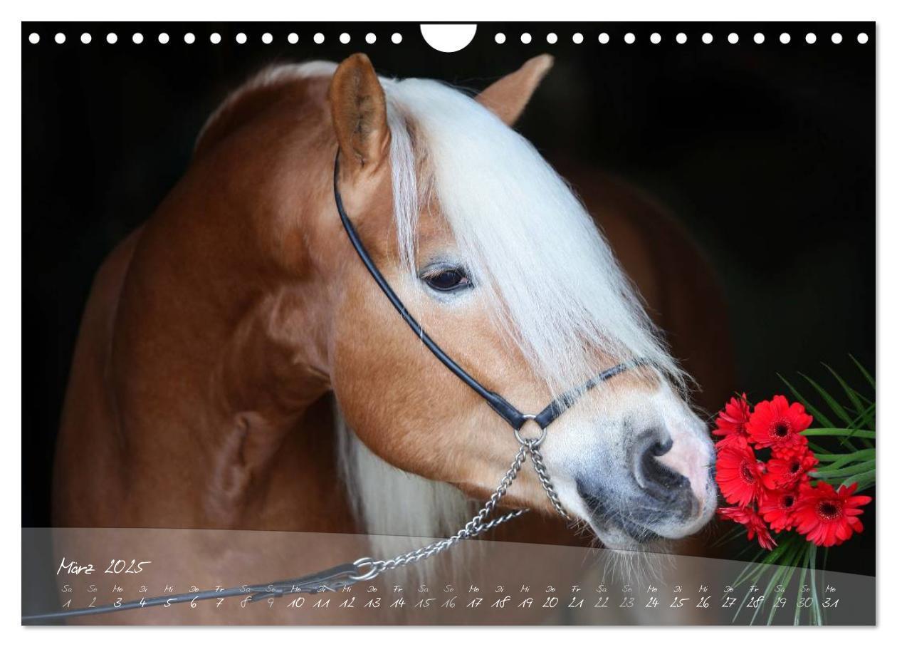 Bild: 9783435505494 | Haflinger-Pferde in Reinzucht (Wandkalender 2025 DIN A4 quer),...