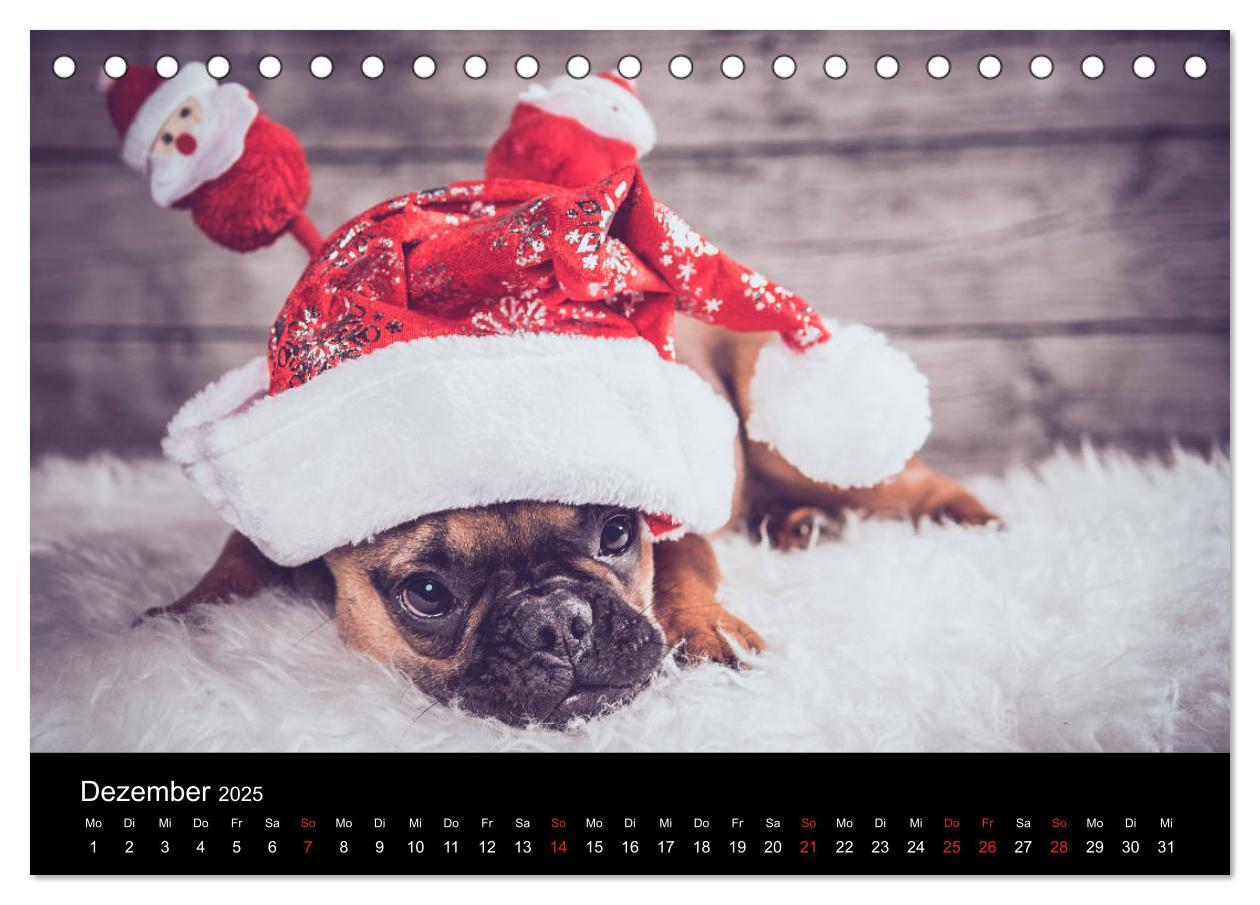 Bild: 9783435298372 | French Bulldog aktiv, verspielt, sportlich (Tischkalender 2025 DIN...