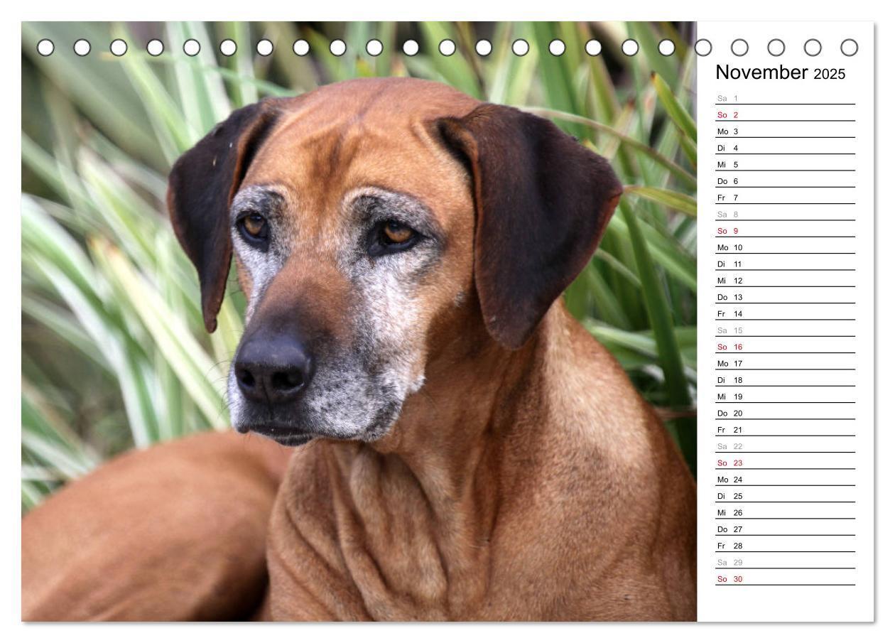 Bild: 9783435450664 | Rhodesian Ridgeback Terminkalender (Tischkalender 2025 DIN A5...