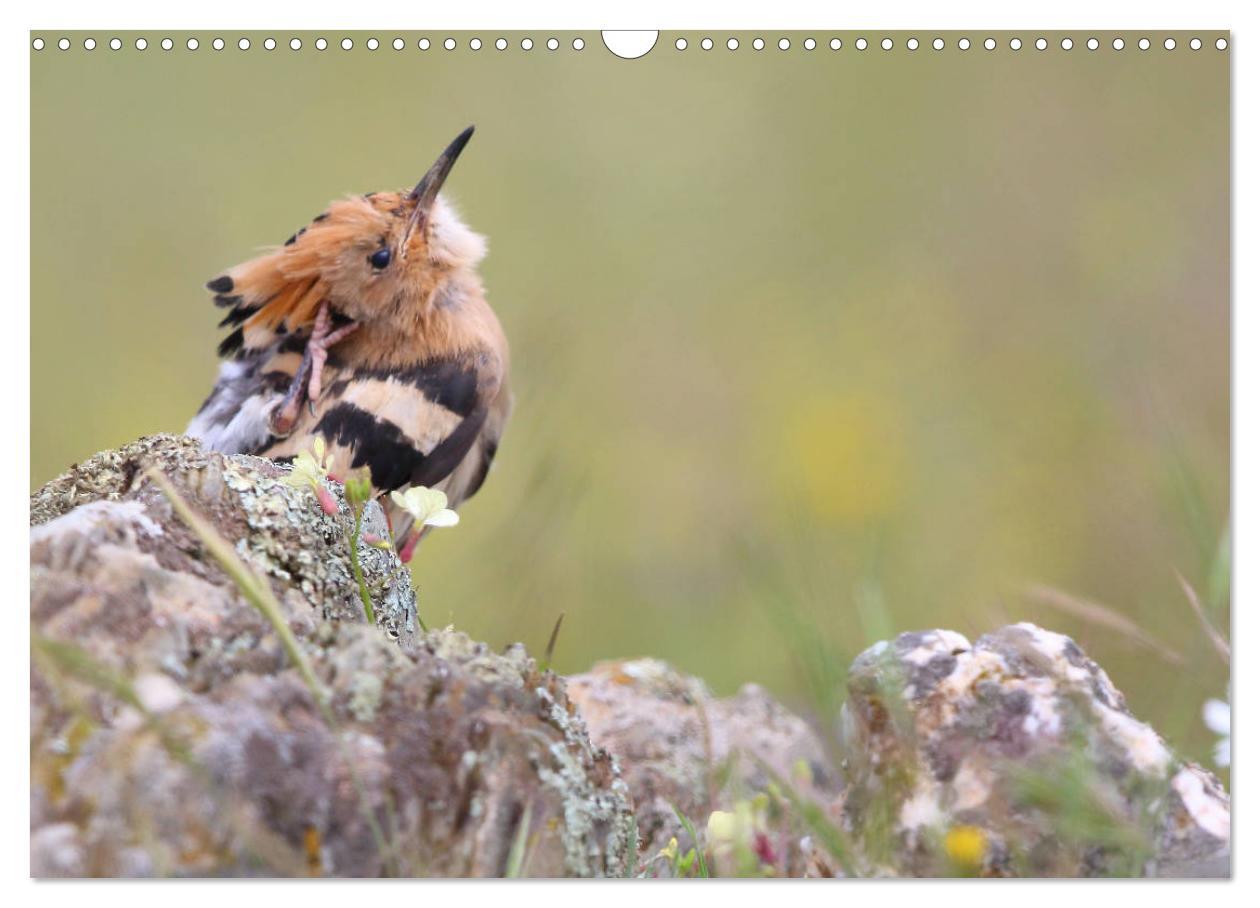 Bild: 9783435414819 | Vögel in der Extremadura (Wandkalender 2025 DIN A3 quer), CALVENDO...