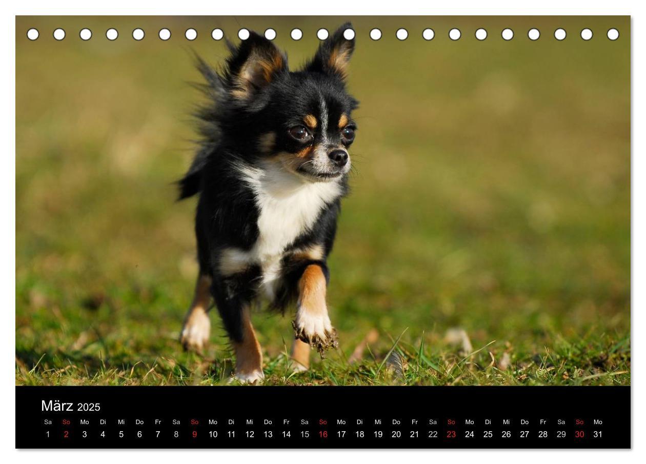 Bild: 9783435766000 | Chihuahua - Kleine Hunde ganz groß (Tischkalender 2025 DIN A5...